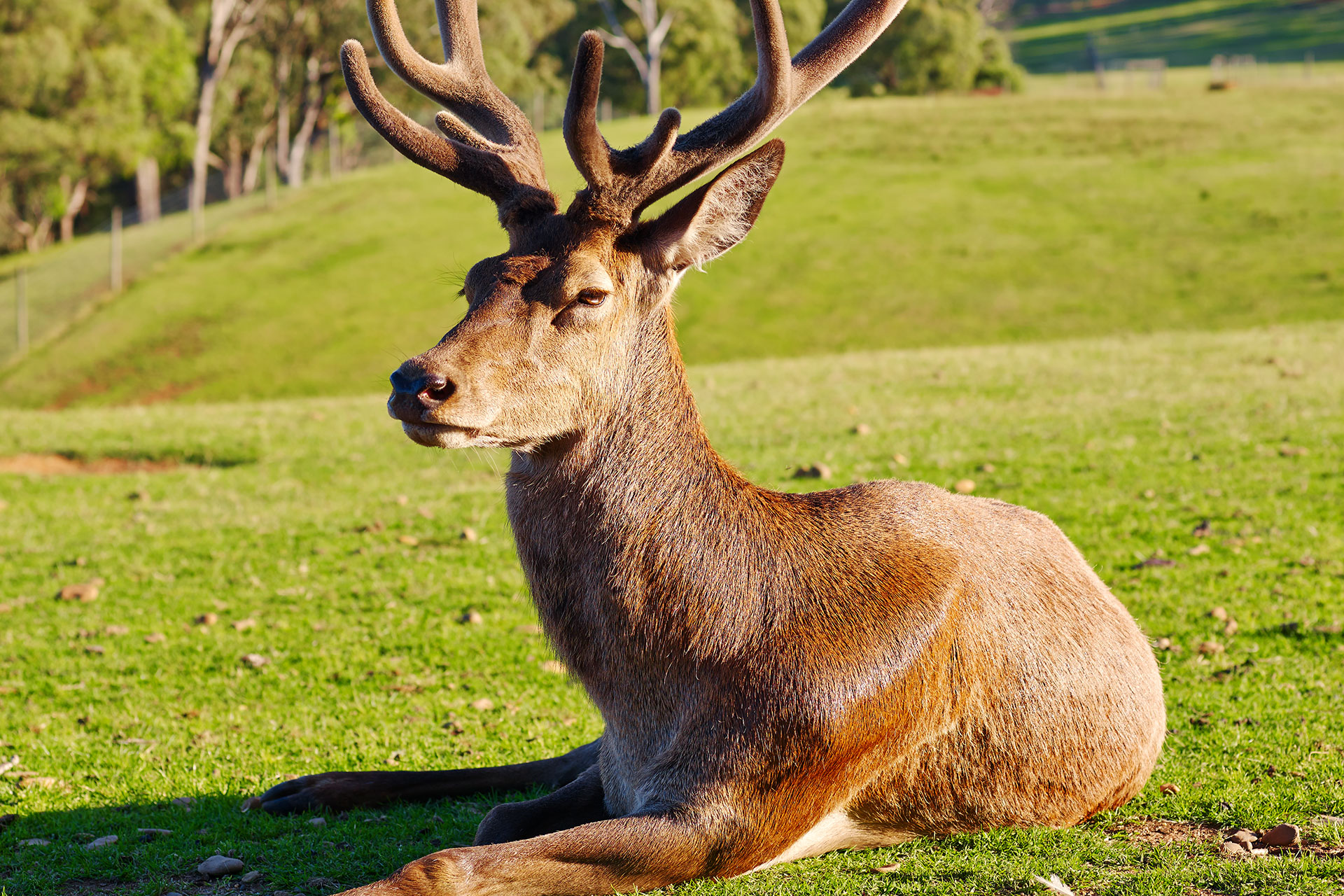 Red Stag Deer Farm